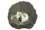 Iridescent Ammonite (Aconeceras) Fossil #243285-1